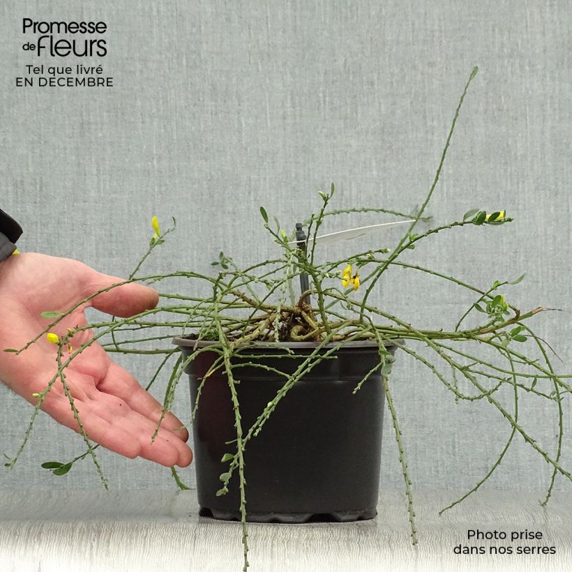 Amostra de Cytisus decumbens - Genêt rampant Vaso de 2 L/3 L tal como entregue no inverno
