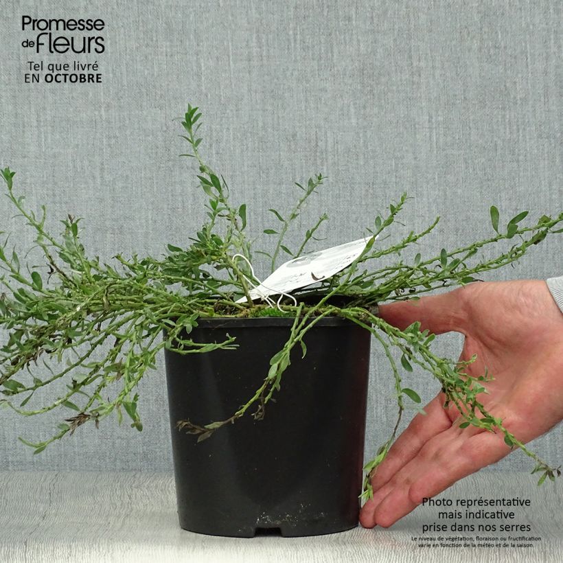 Amostra de Cytisus decumbens Vaso de 2 L/3 L tal como entregue no outono