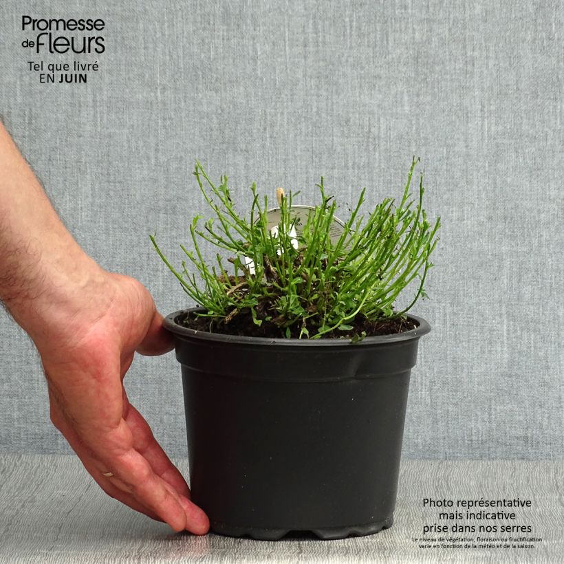 Amostra de Cytisus decumbens Vaso de 2 L/3 L tal como entregue no verão