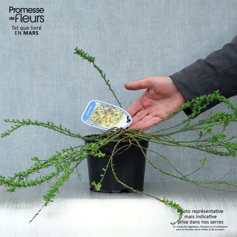 Amostra de Cytisus decumbens Vaso de 2 L/3 L tal como entregue na primavera