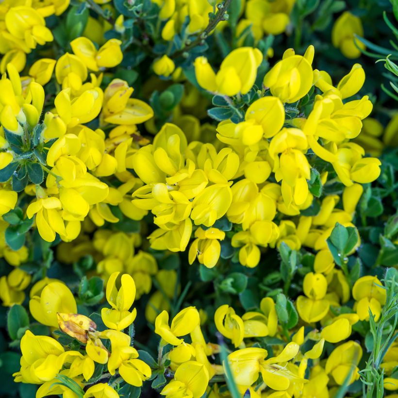 Cytisus decumbens (Floração)