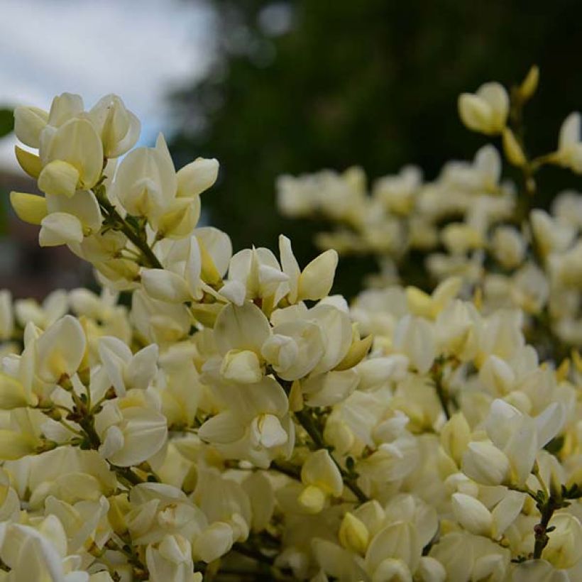 Cytisus kewensis (Floração)
