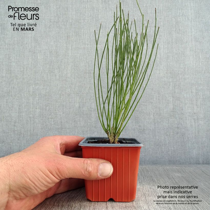 Amostra de Cytisus procumbens Zeelandia Vaso de 8/9 cm tal como entregue no inverno