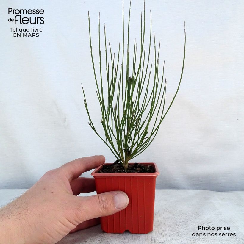 Amostra de Cytisus procumbens Zeelandia Vaso de 8/9 cm tal como entregue na primavera