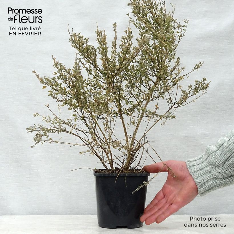 Amostra de Cytisus racemosus Phebus - Genêt de Tenerife Vaso de 2 L/3 L tal como entregue no inverno