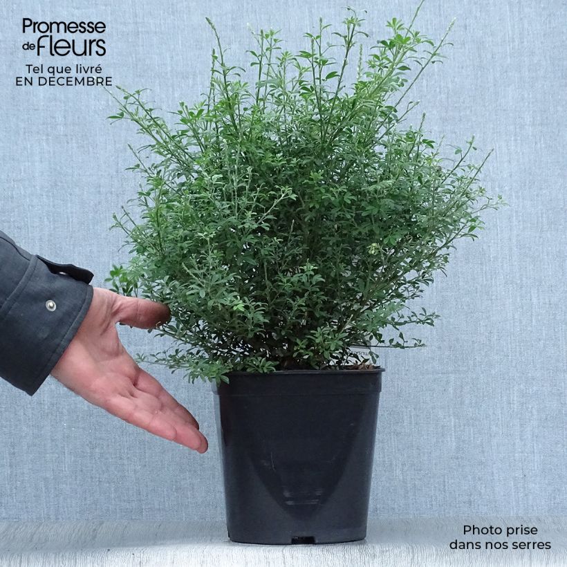 Amostra de Cytisus racemosus Phebus - Genêt de Tenerife Vaso de 4 L/5 L tal como entregue no inverno