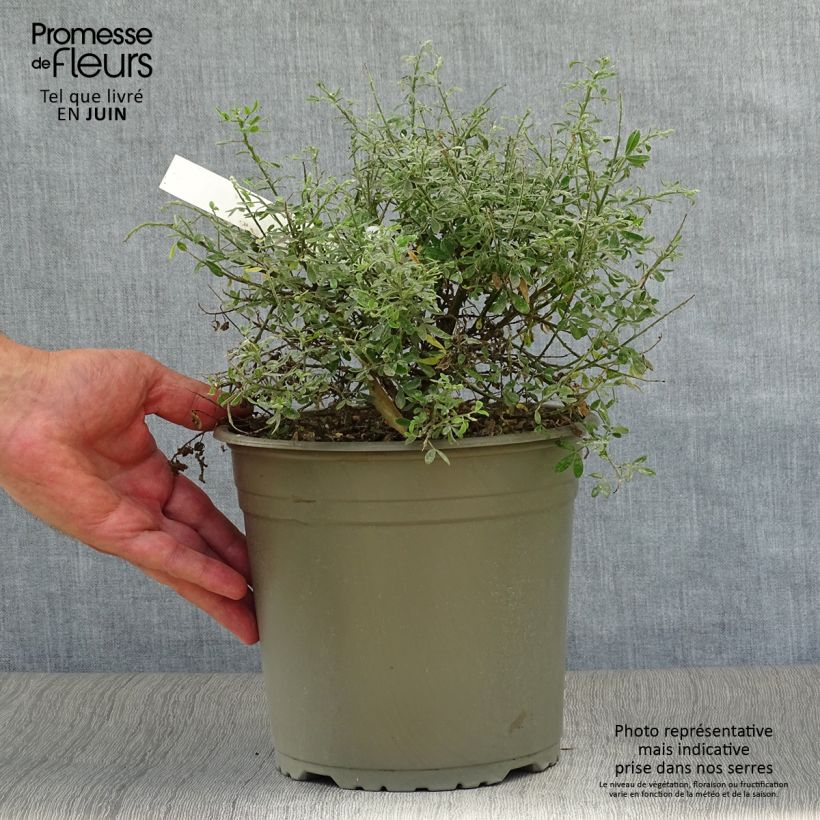 Amostra de Cytisus racemosus Phebus Vaso de 4 L/5 L tal como entregue no verão