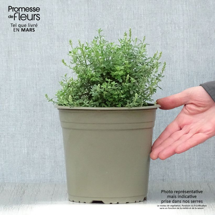 Amostra de Cytisus racemosus Phebus Vaso de 4 L/5 L tal como entregue na primavera