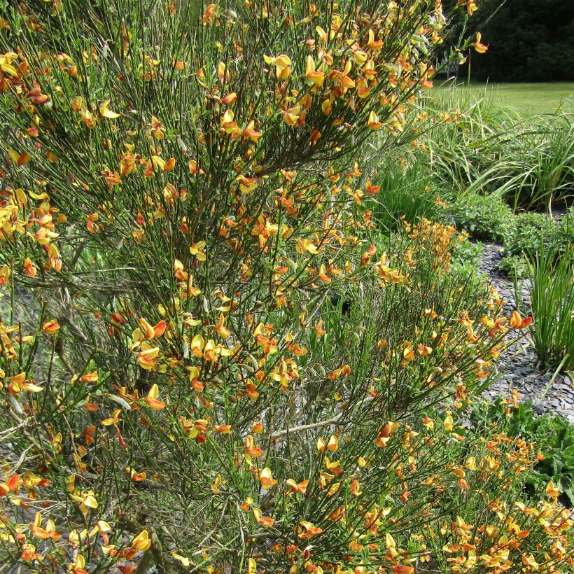 Cytisus scoparius Apricot Gem (Floração)