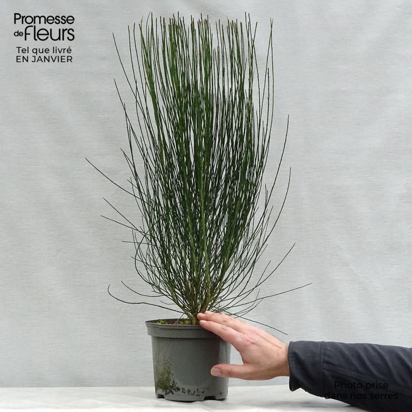 Amostra de Cytisus scoparius Apricot Gem - Genêt à balais Vaso de 2 L/3 L tal como entregue no inverno