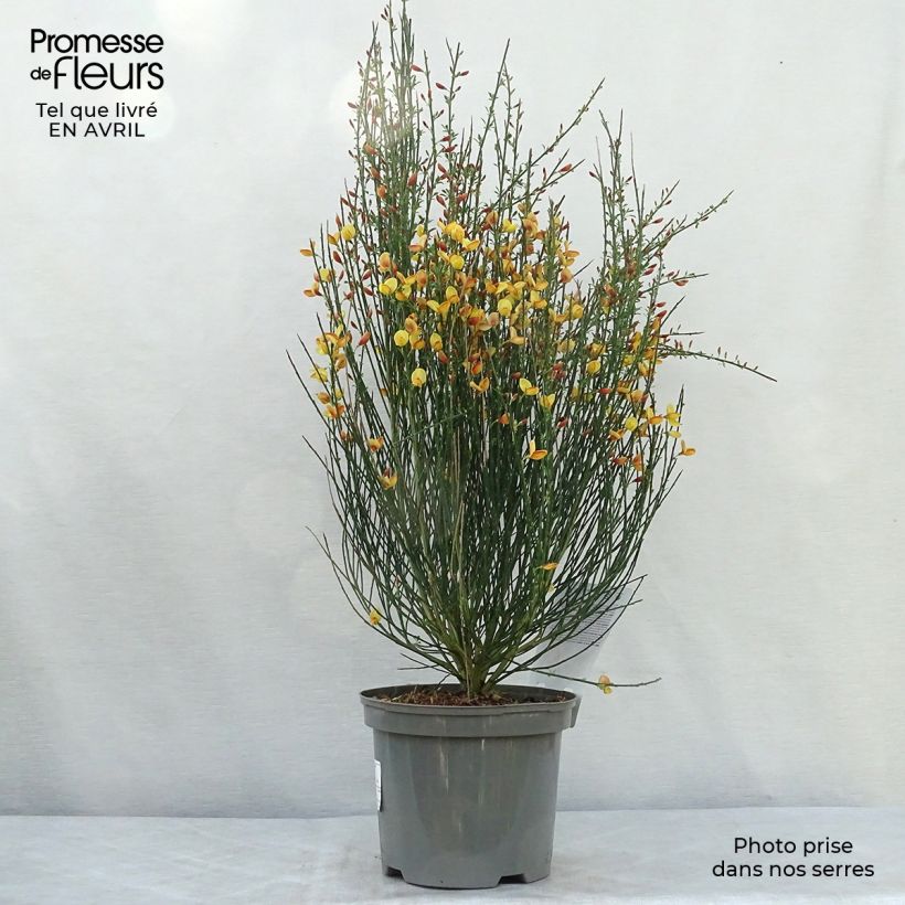 Amostra de Cytisus scoparius Apricot Gem Vaso de 2 L/3 L tal como entregue na primavera