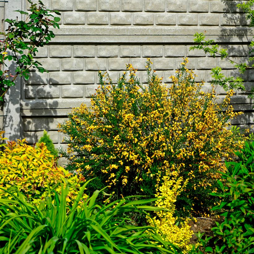 Cytisus scoparius Apricot Gem (Hábito)