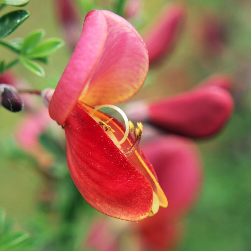 Cytisus scoparius Burkwoodii (Floração)