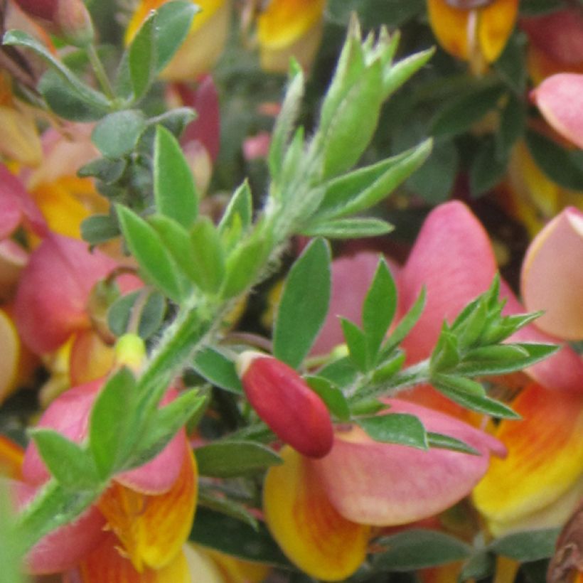 Cytisus scoparius La Coquette (Folhagem)