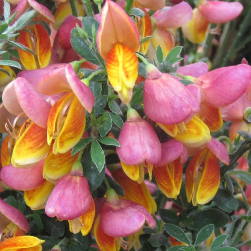 Cytisus scoparius La Coquette (Floração)