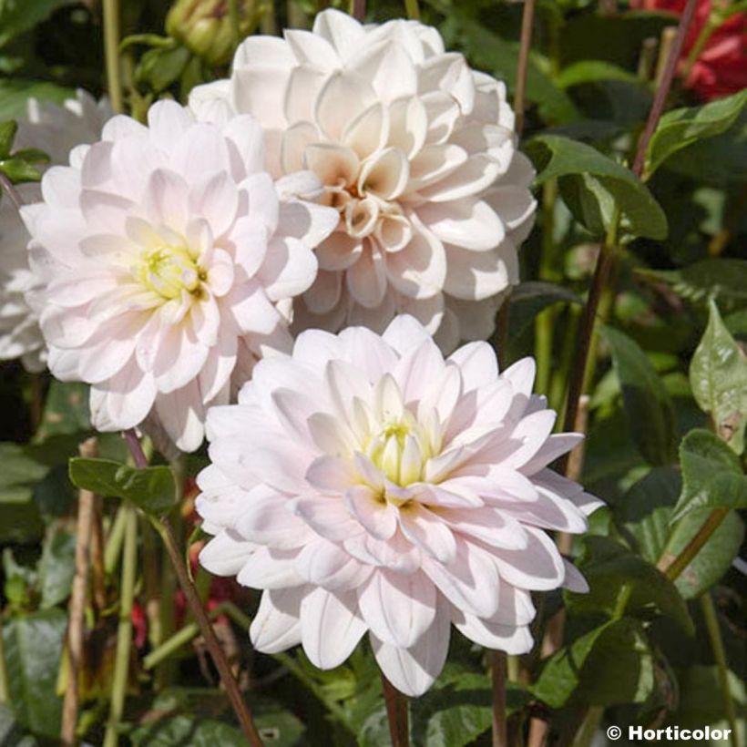 Dália decorativa Naples (Floração)