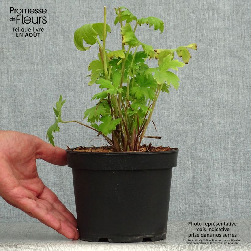 Amostra de Delphinium Pacific Astolat Vaso de 2 L/3 L tal como entregue no verão