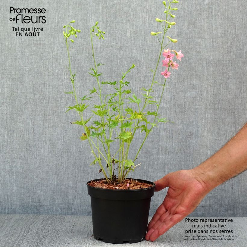 Amostra de Delphinium ruysii Pink Sensation Vaso de 2 L/3 L tal como entregue no verão
