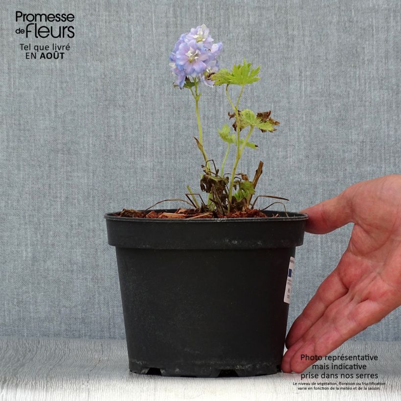 Amostra de Delphinium Pacific Summer Skies Vaso de 2 L/3 L tal como entregue no verão