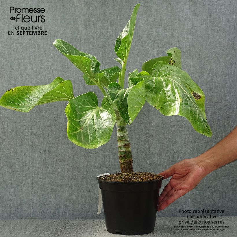 Amostra de Dendroseris litoralis Vaso de 4 L/5 L tal como entregue no outono
