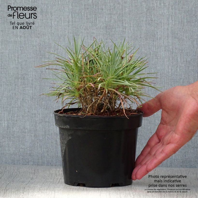 Amostra de Dianthus plumarius Cranmere Pool Vaso de 2 L/3 L tal como entregue no verão