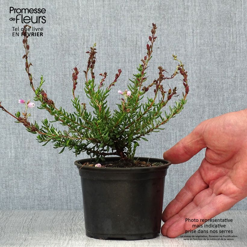 Amostra de Daboecia cantabrica Waley's Red Vaso de 10 cm/11 cm tal como entregue no outono