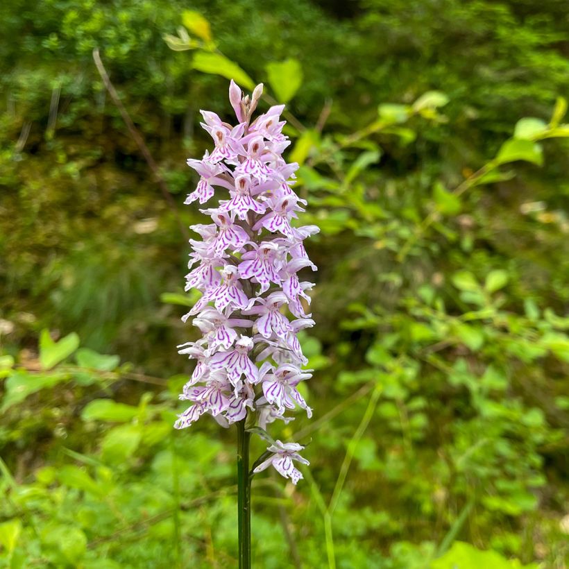 Dactylorhiza Estella G (Floração)