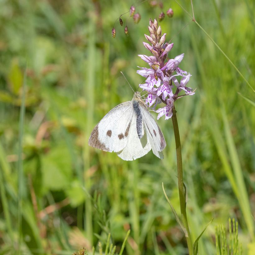 Dactylorhiza fuchsii (Hábito)