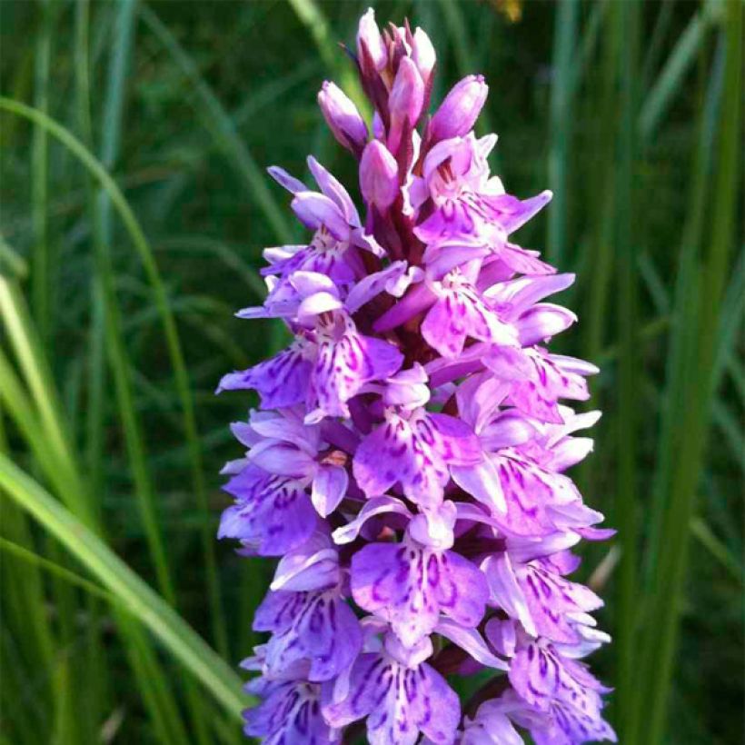 Dactylorhiza maculata (Floração)