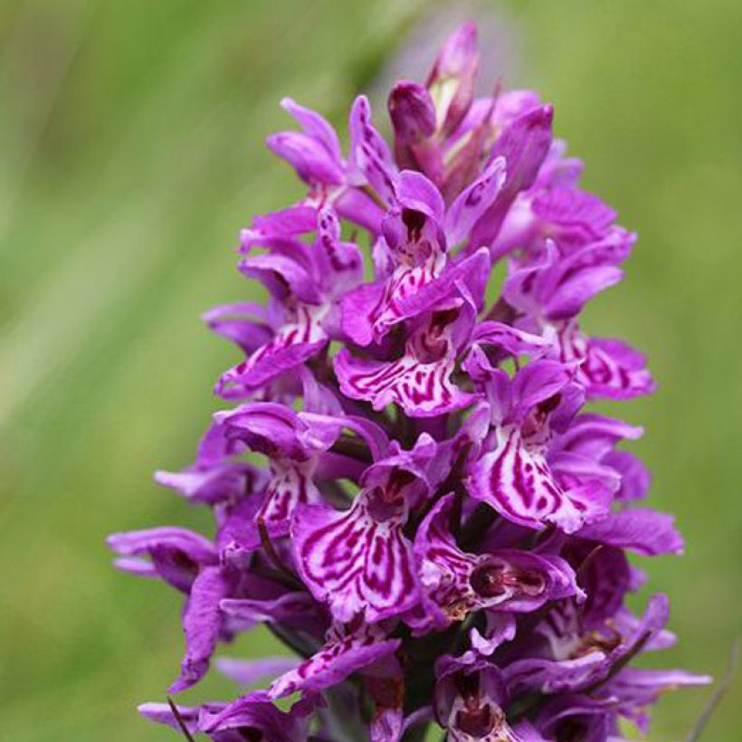 Dactylorhiza majalis (Floração)