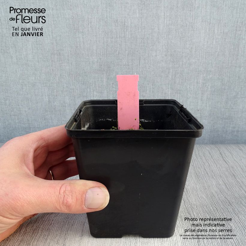 Amostra de Dactylorhiza majalis - Orchis de Mai ou à feuilles larges  Vaso de 8/9 cm tal como entregue no inverno