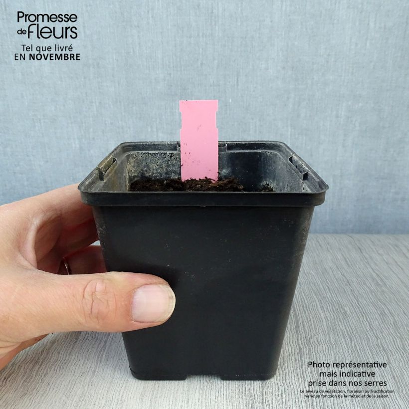 Amostra de Dactylorhiza purpurella Vaso de 8/9 cm tal como entregue no outono