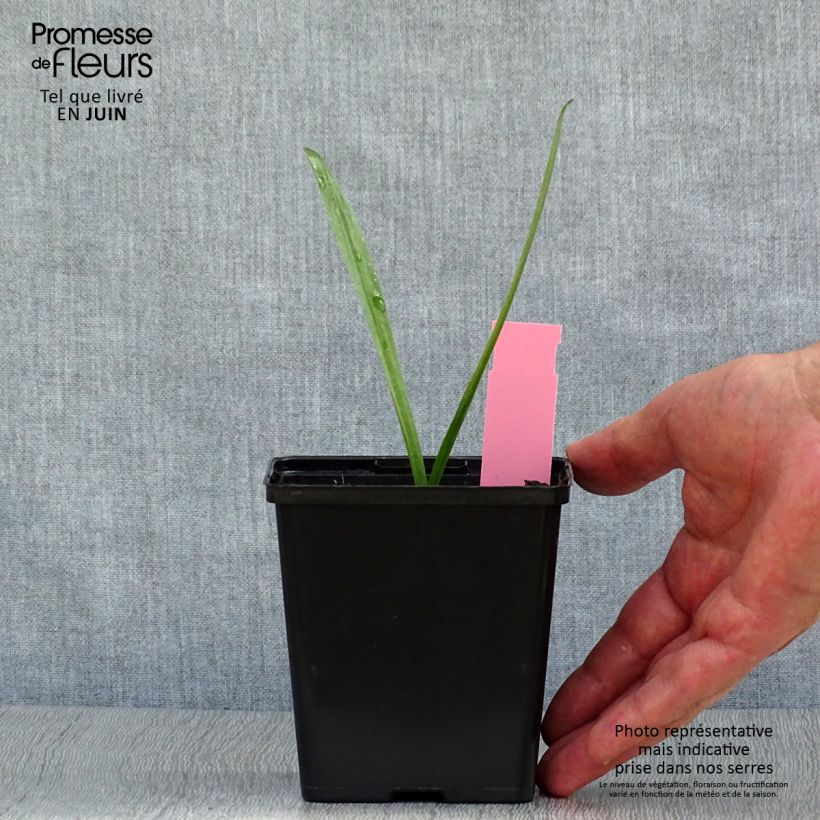 Amostra de Dactylorhiza purpurella Vaso de 8/9 cm tal como entregue no verão