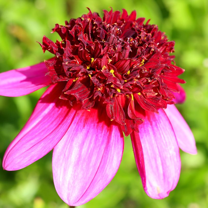 Dahlia anémone Poodle Skirt (Floração)