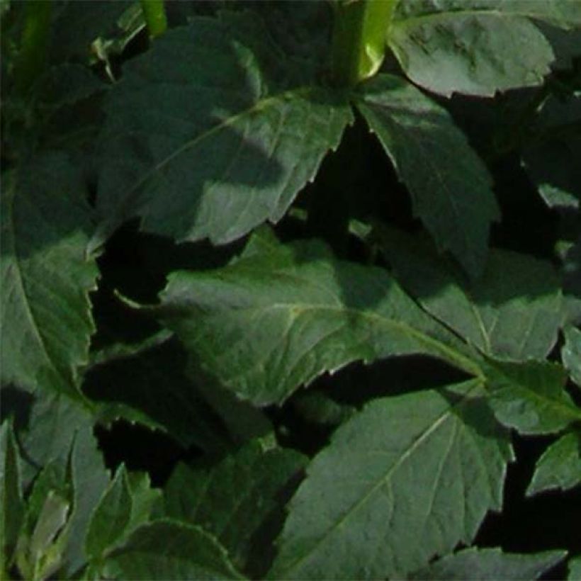 Dália anémona Platinum Blonde (Folhagem)