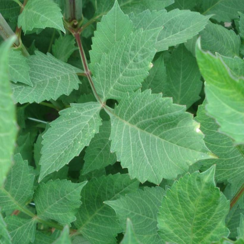 Dália decorativa Anne Cornelia (Folhagem)