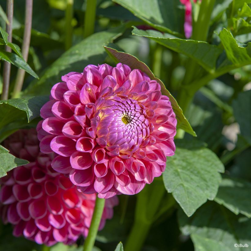 Dahlia balle Jowey Frambo (Floração)