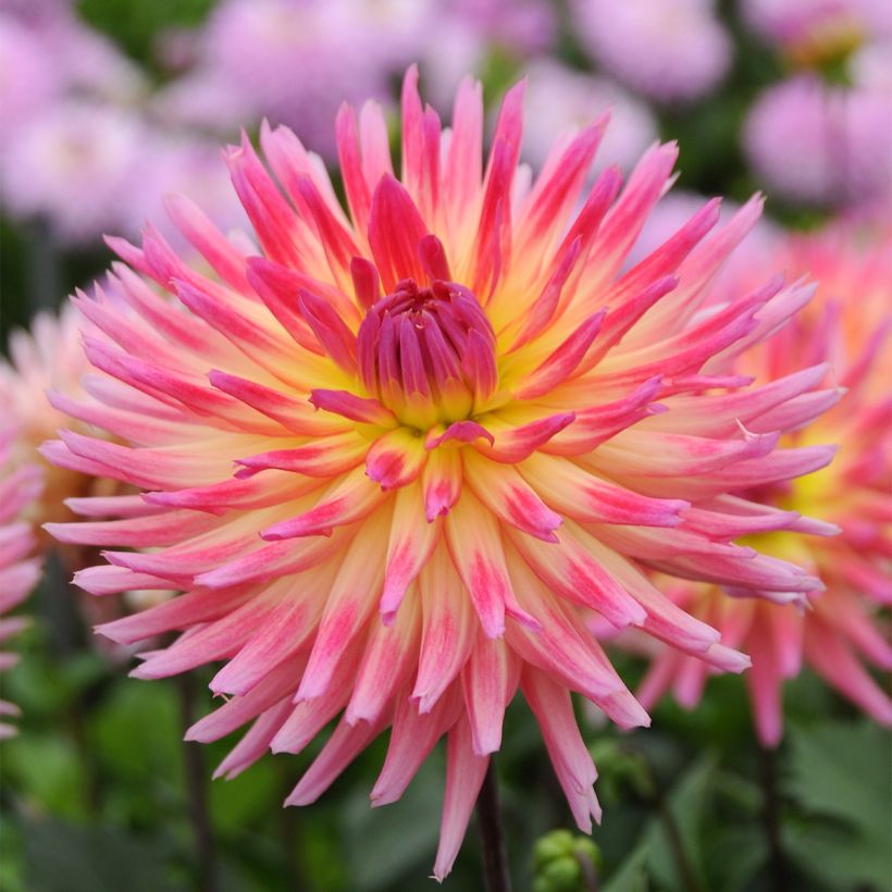 Dália cactus Karma Sangria (Floração)