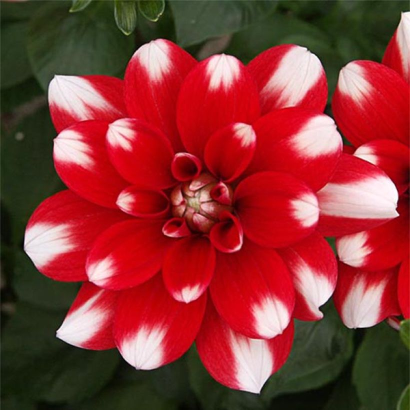 Dália decorativa Nagano (Floração)