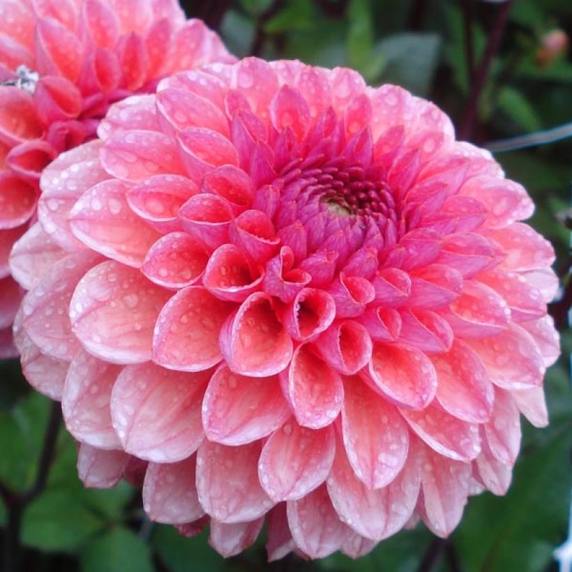 Dália decorativa Daisy Duke (Floração)