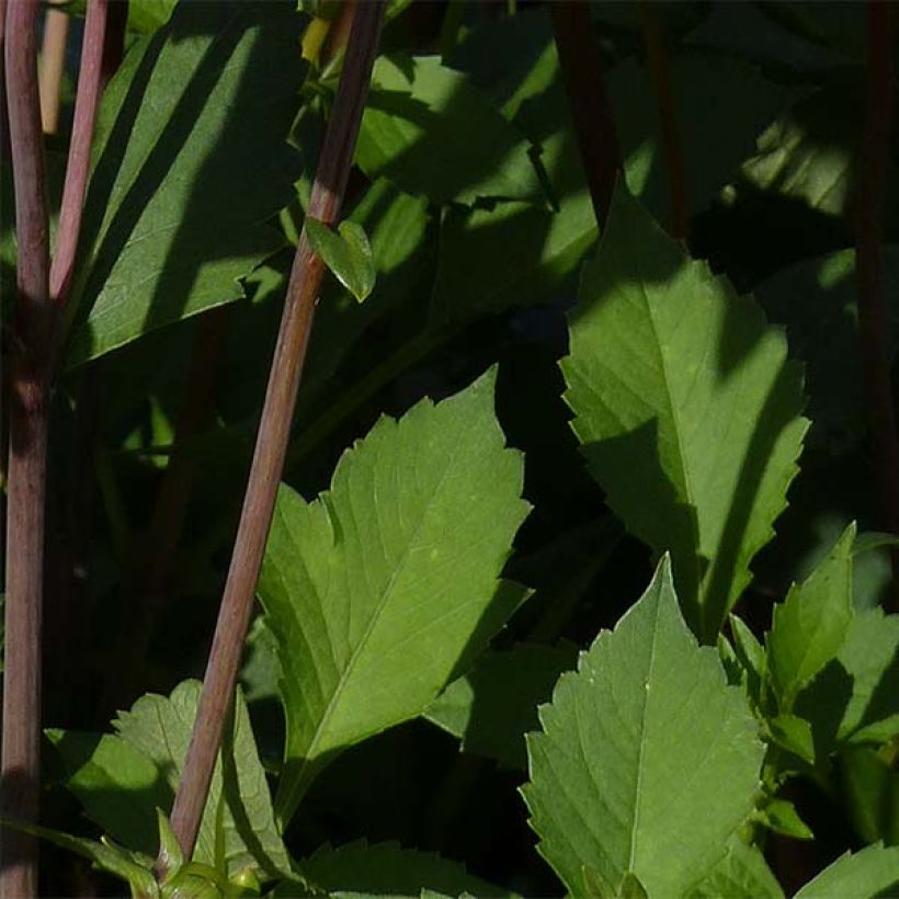 Dália decorativa Babylon Bronze (Folhagem)