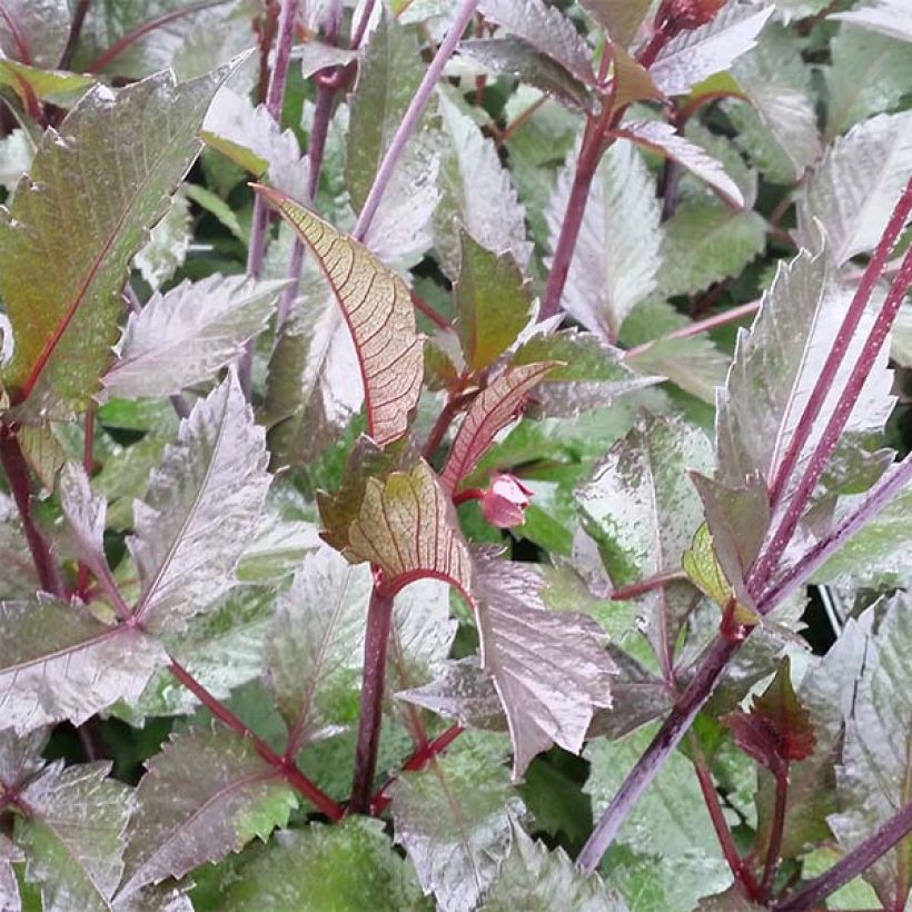 Dália decorativa Evening Breeze (Folhagem)