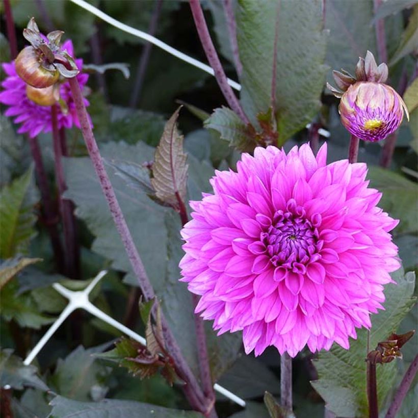Dália decorativa Evening Breeze (Floração)