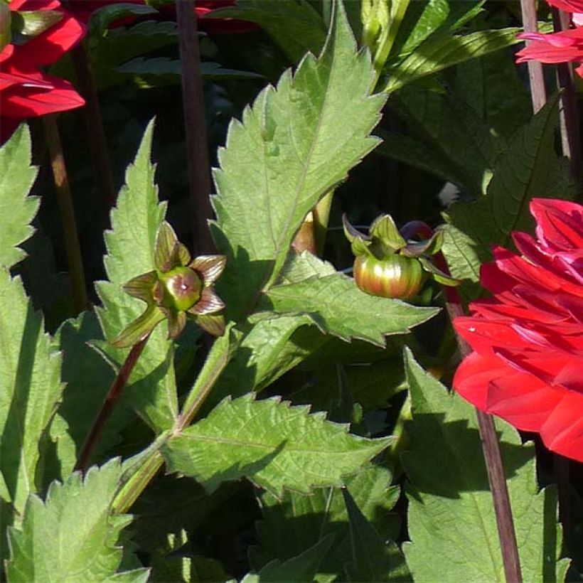 Dália decorativa Karma Amora (Folhagem)