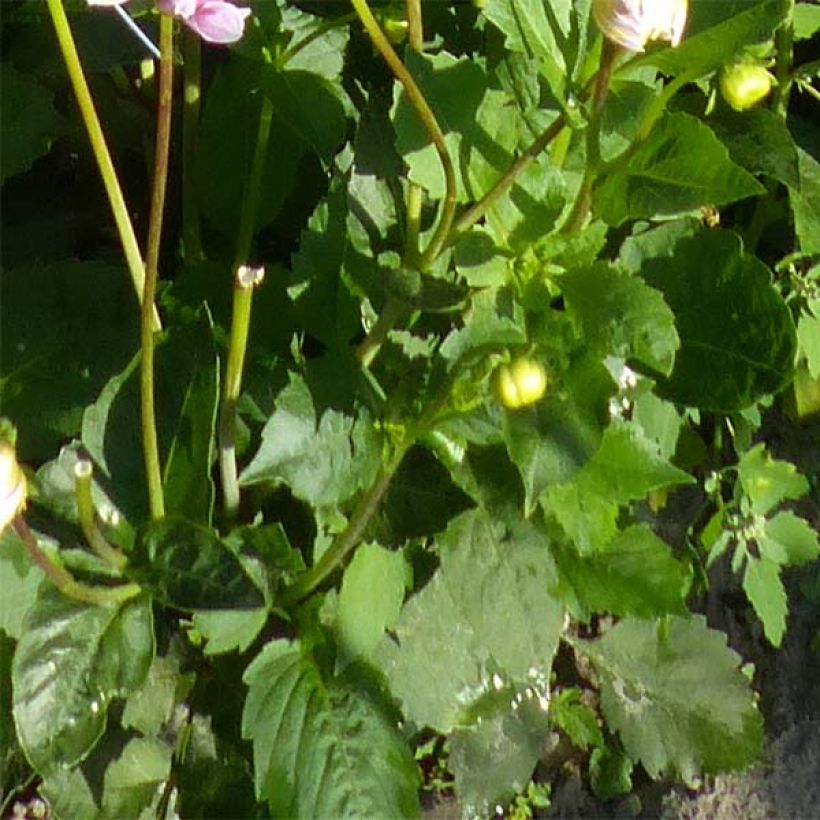 Dália decorativa Sweet Tiamo (Folhagem)