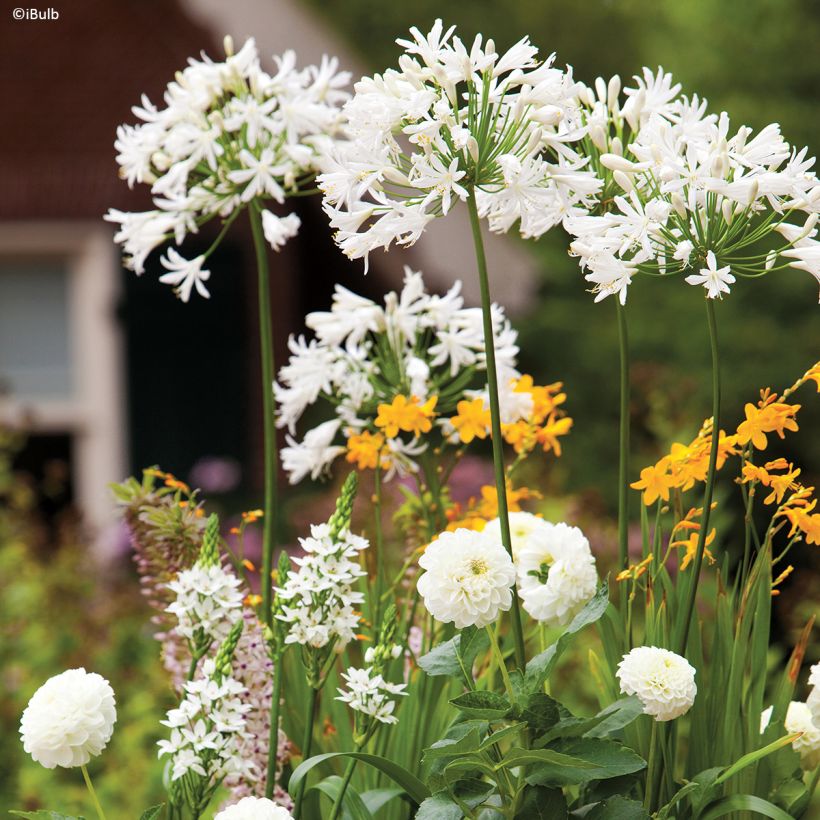 Dahlia décoratif Karma Serena (Hábito)