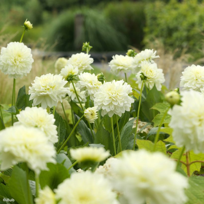 Dahlia décoratif Karma Serena (Floração)