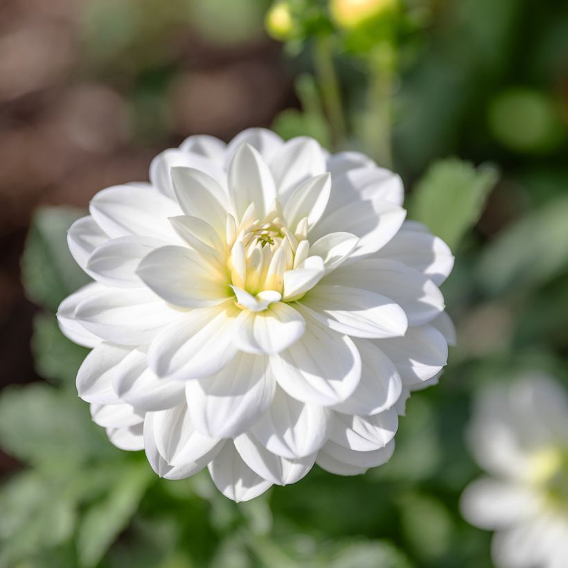 Dahlia camélia White Onesta (Floração)