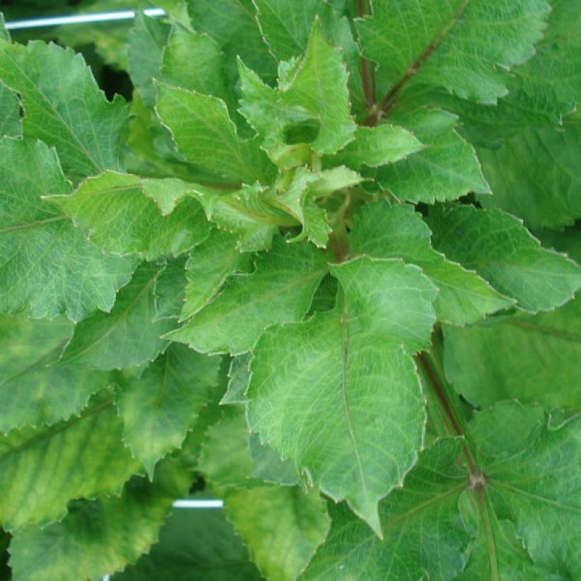 Dália cactus Encore (Folhagem)