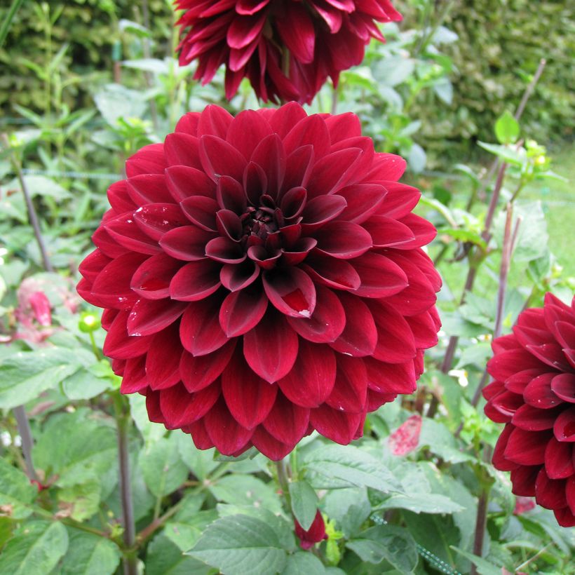 Dália decorativa Faro (Floração)